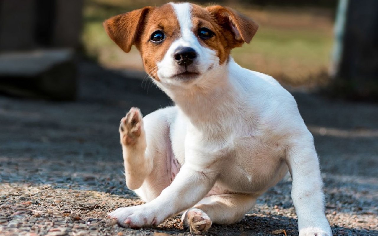 cagnolino bianco e marrone che si gratta per il prurito