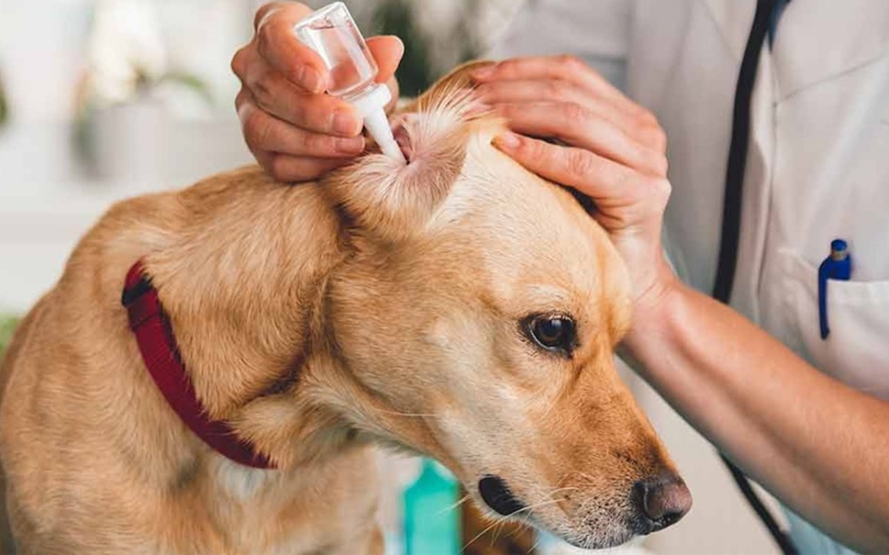 donna mette le gocce auricolari a un cane con problemi alle orecchie