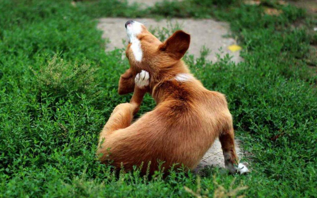 cagnolino marrone che si gratta la testa seduto su un prato