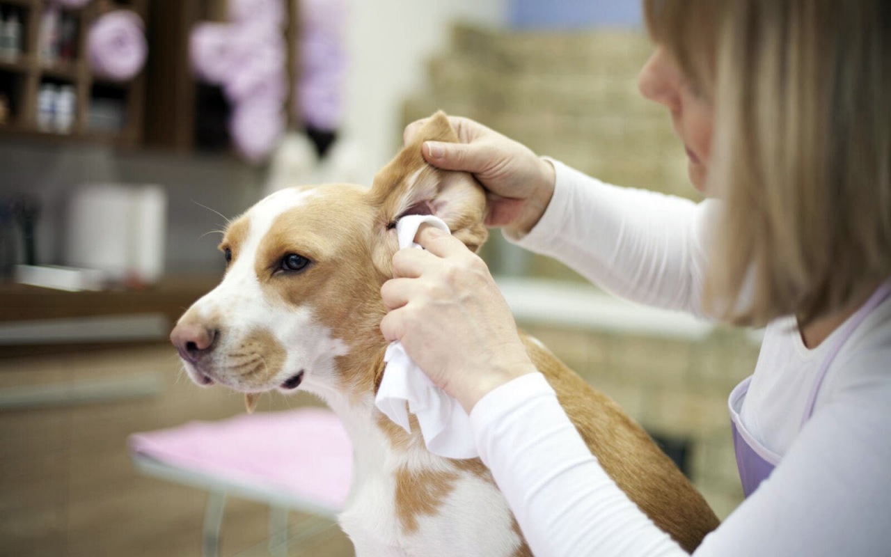 donna pulisce le orecchie del suo cane con una garza