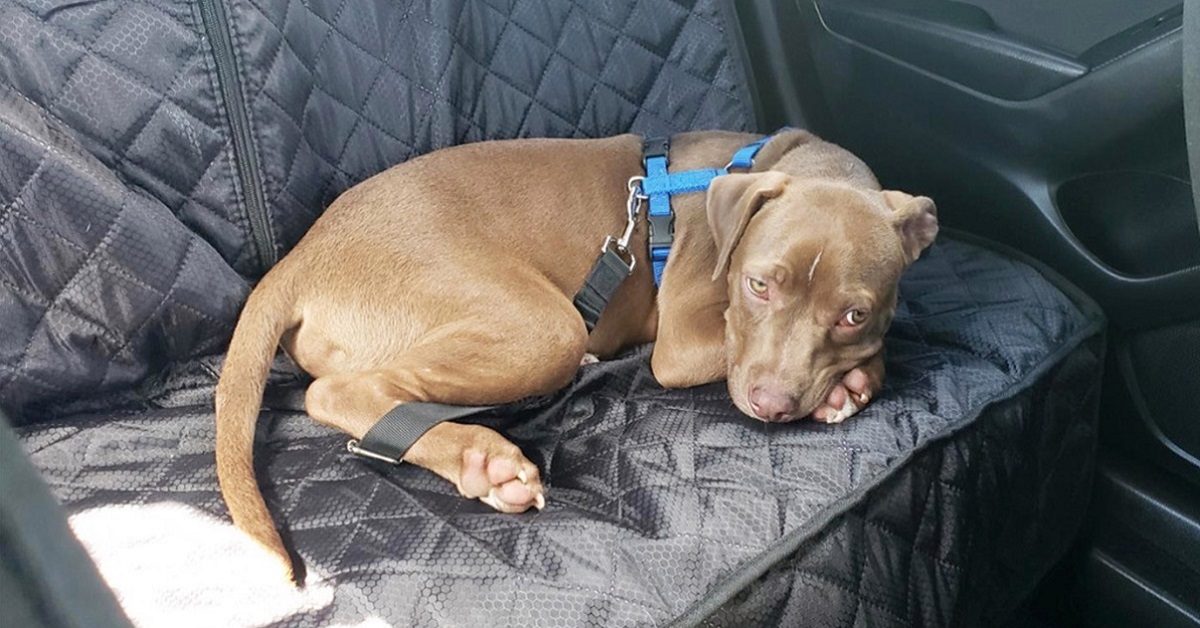 cane si riposa in auto