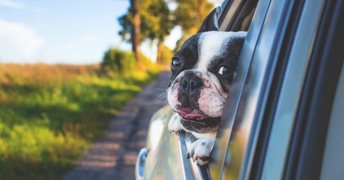 cane si gode viaggio in auto