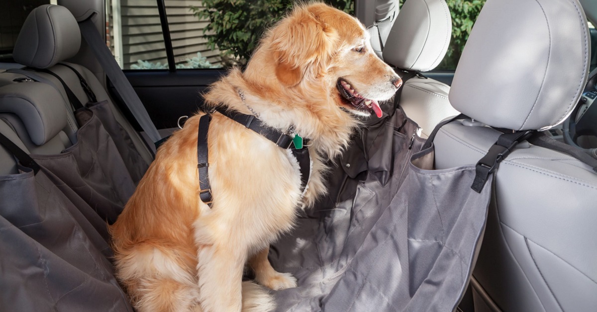 cane viaggia in macchina