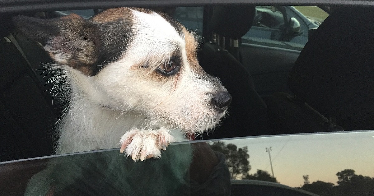 cane affacciato al finestrino dell'auto