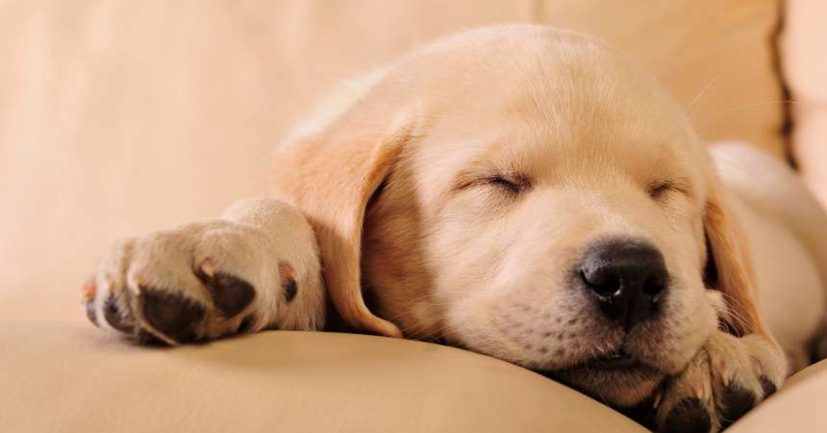 cucciolo labrador dorme sul divano