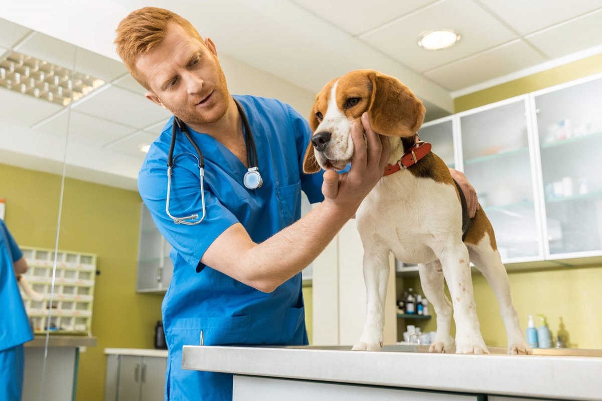 cane dal veterinario 