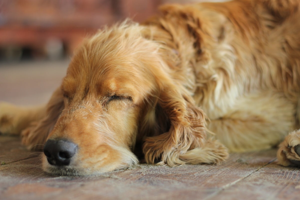 cane che riposa