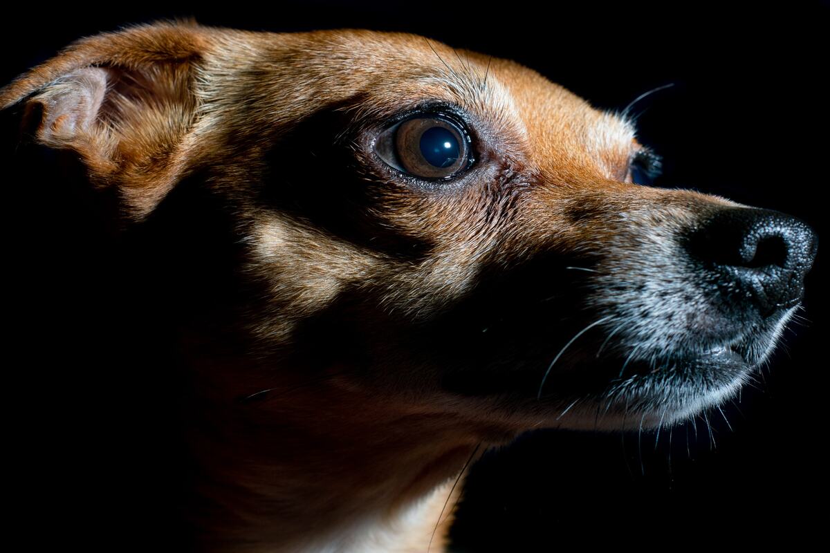 Cane, disinfettanti per le mani e dintorni: è sicuro?