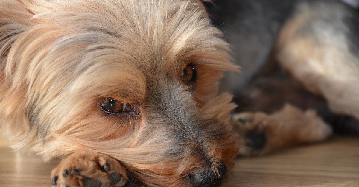 Cane maltrattato, posso prenderlo? Ecco che cosa fare in questi casi