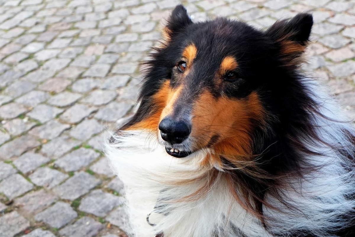 border collie che guarda in alto