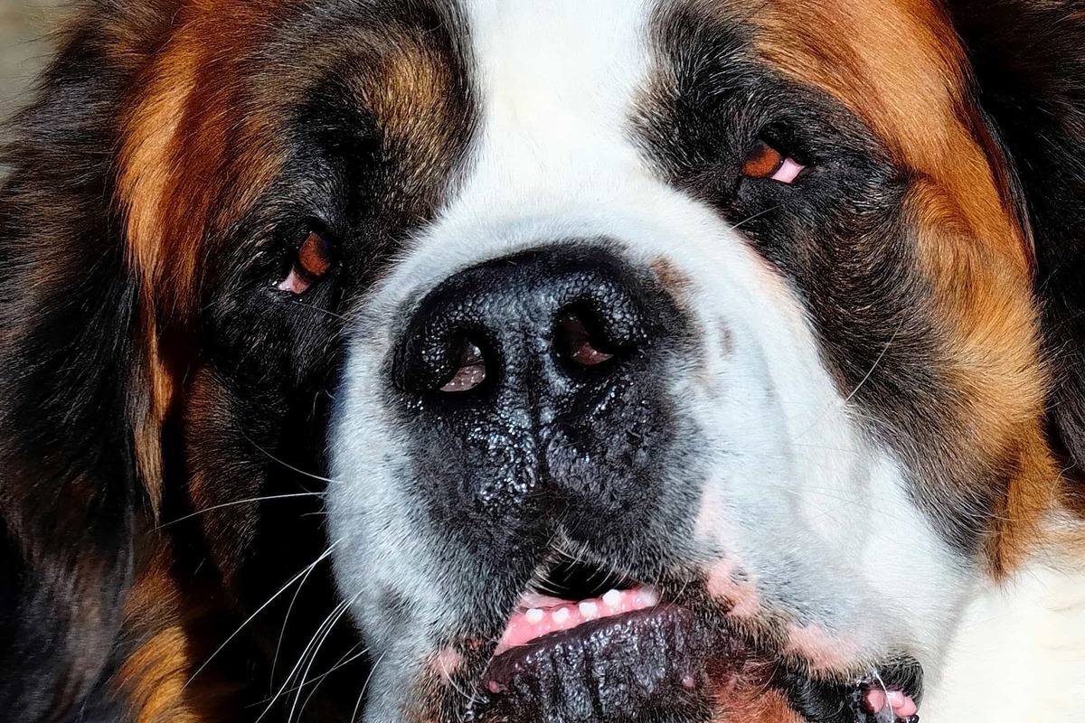 Cane mangia il dentifricio: che rischi corre?