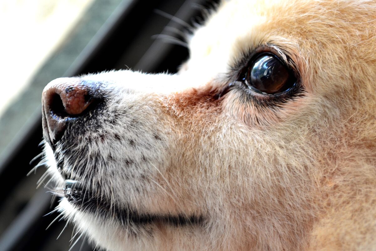 cane con sguardo triste