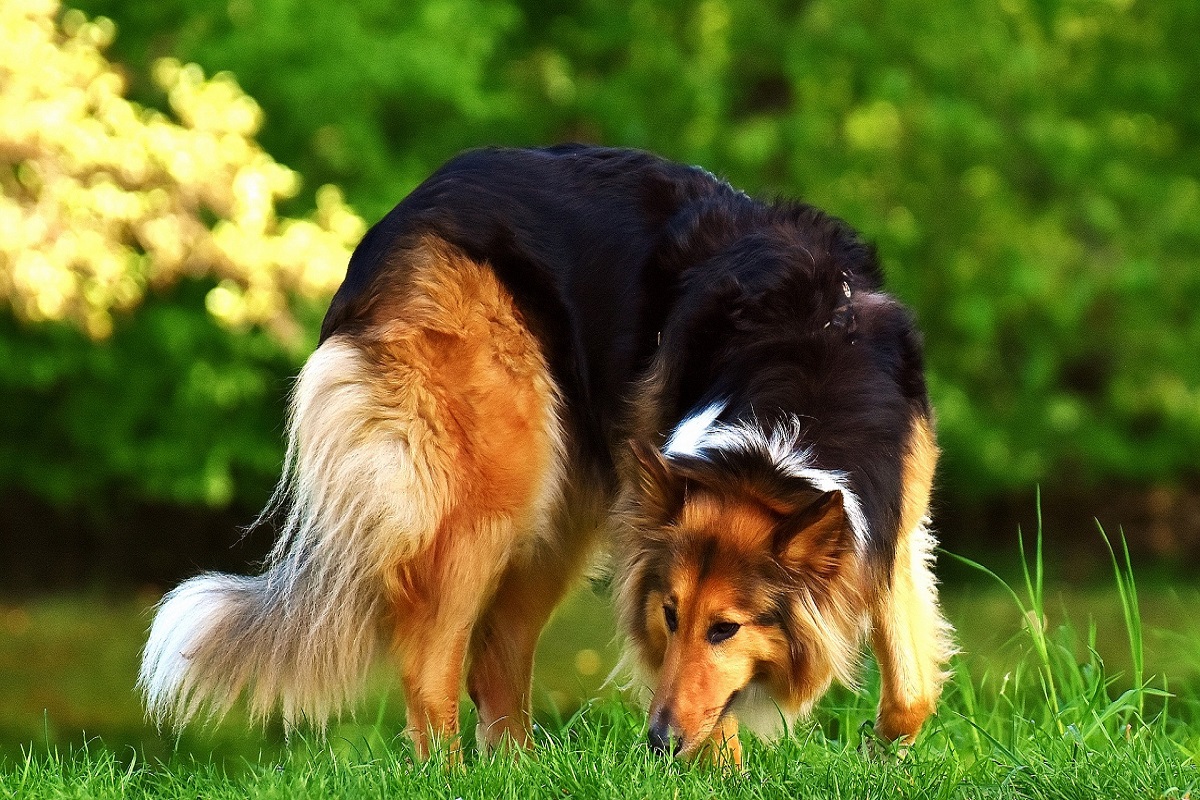 cane annusa erba