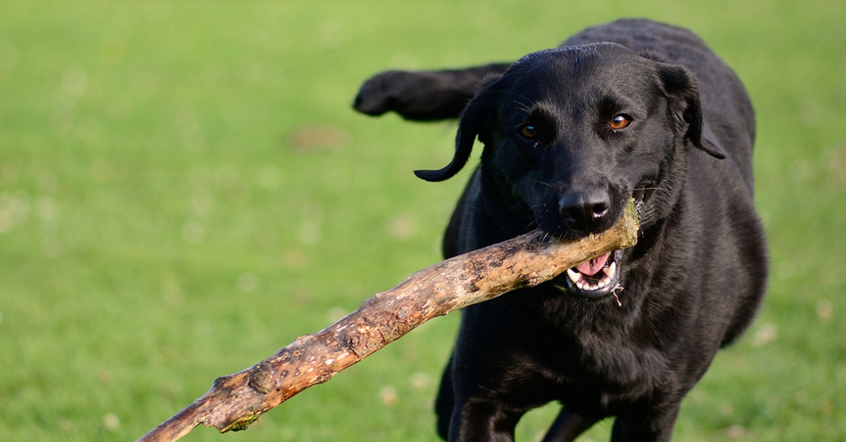 Cane mangia i pezzi di legno: è pericoloso oppure no?