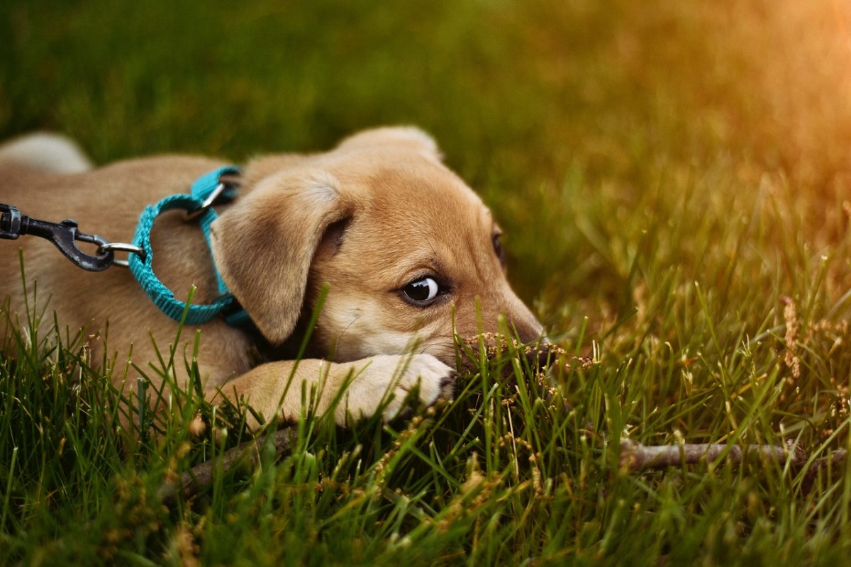 cucciolo di cane su prato