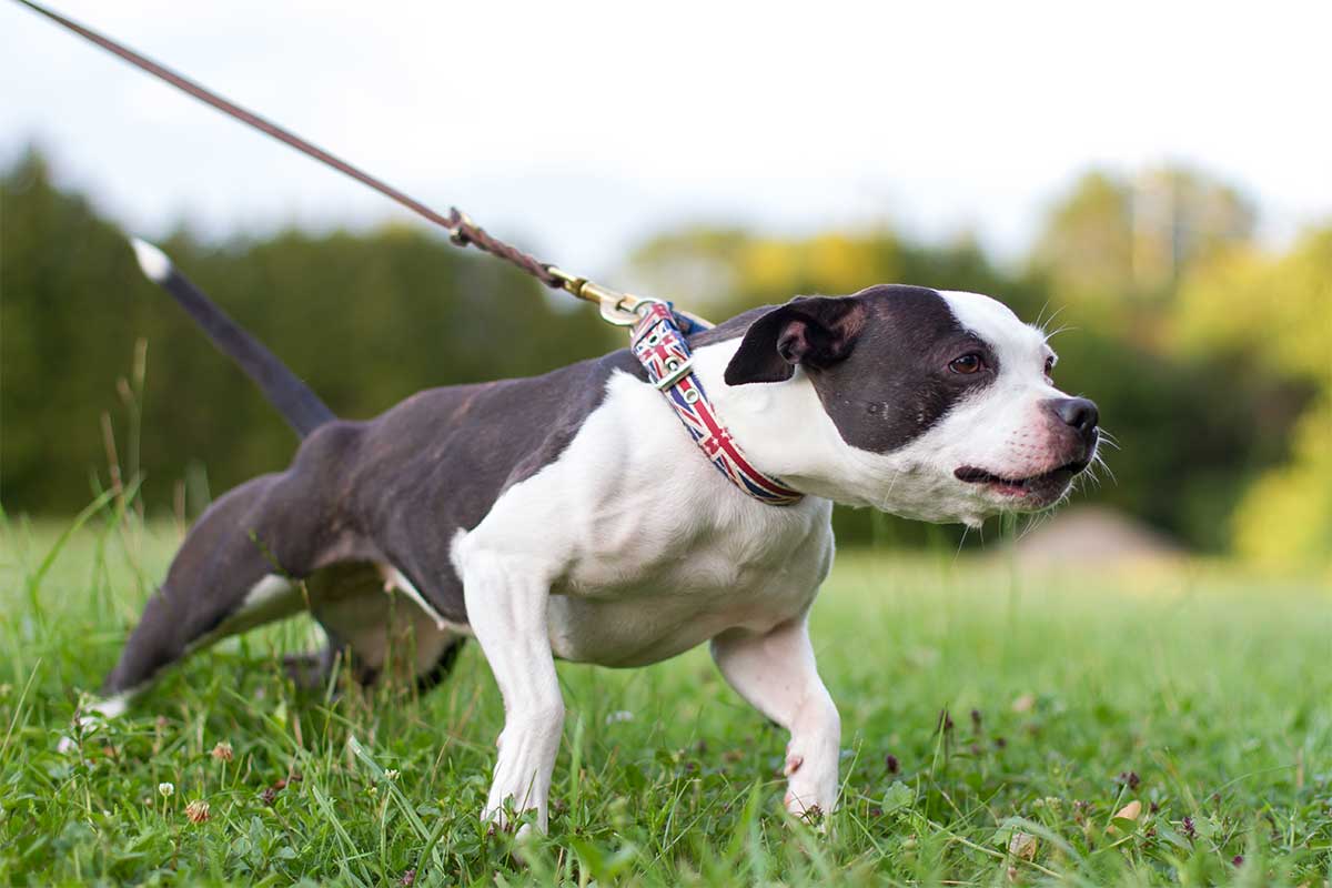 cane al guinzaglio sull'erba