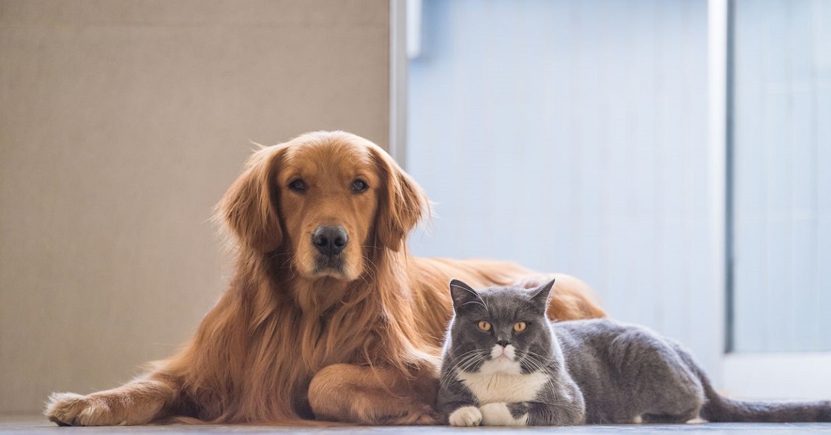 Cane morde gatto domestico: quali sono le conseguenze per il padrone?