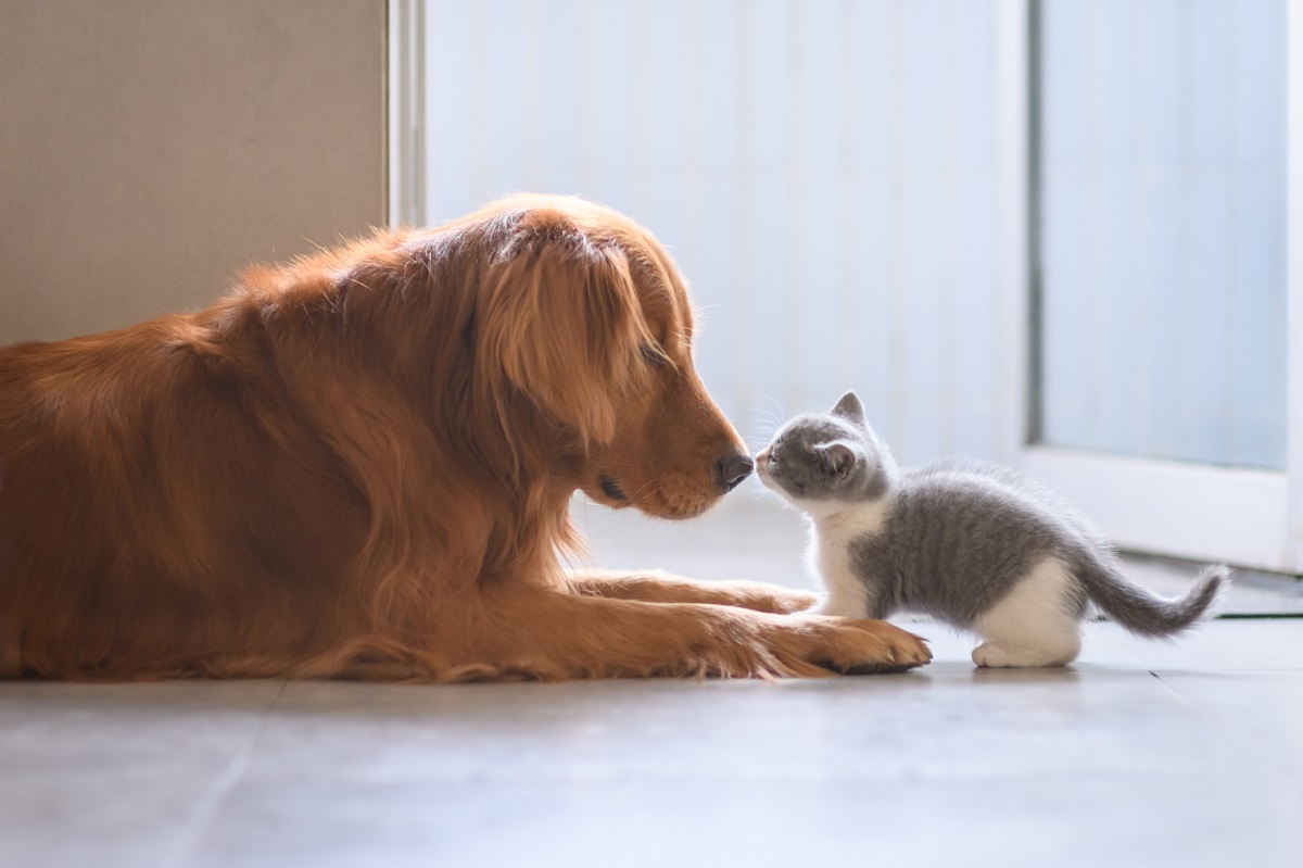 un golden retriever annusa un gattino