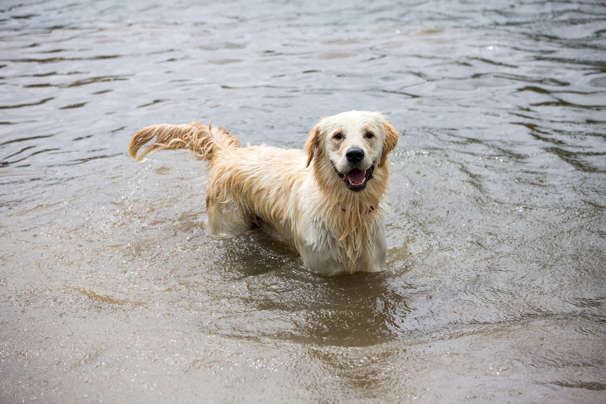 cane in mezzo all'acqua