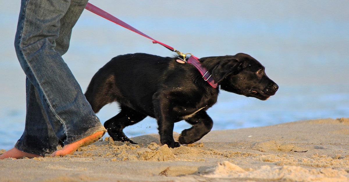 Il cane può decidere di ignorarti oppure è solo una tua impressione?