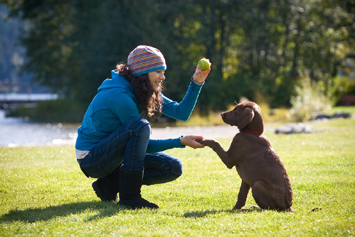 ragazza gioca con un labrador