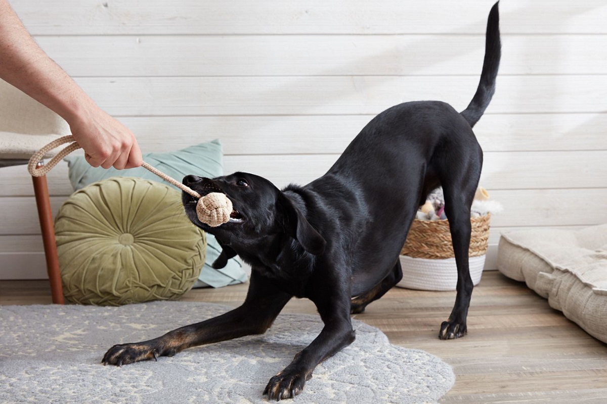 cane gioca con il suo padrone