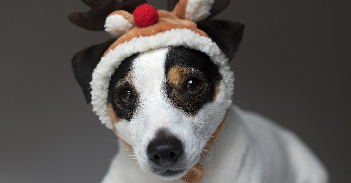 Il cucciolo di cane che adora il suo regalo di Natale (VIDEO)