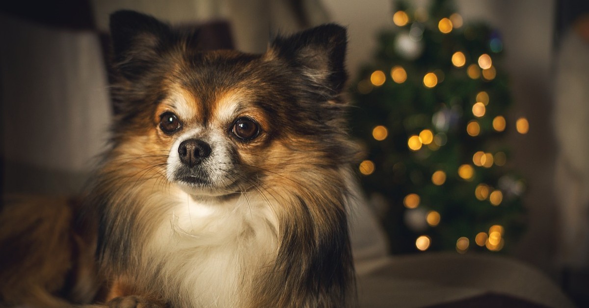 cane regalo natale