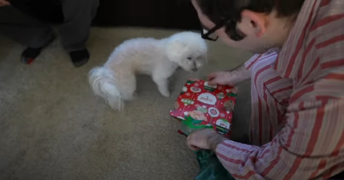 cane regalo natale