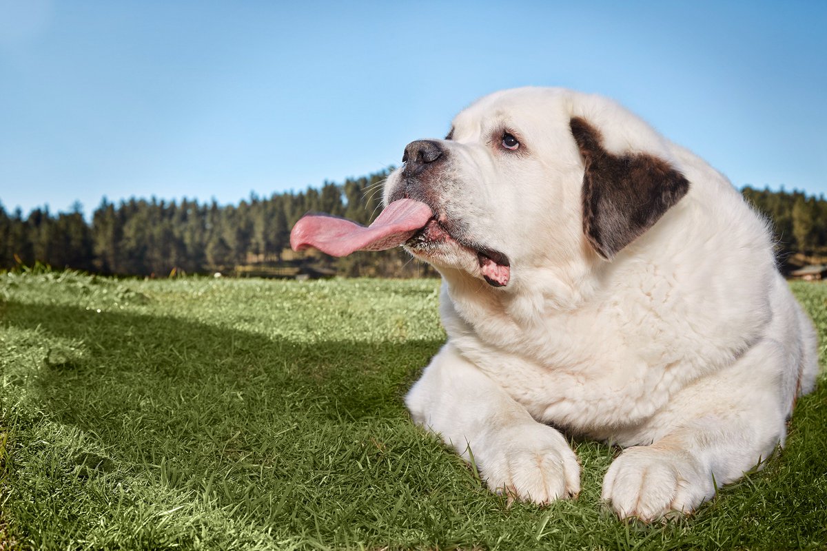cane con la lingua più lunga al mondo