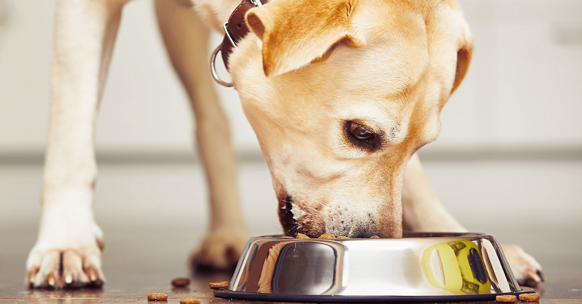 cane che mangia