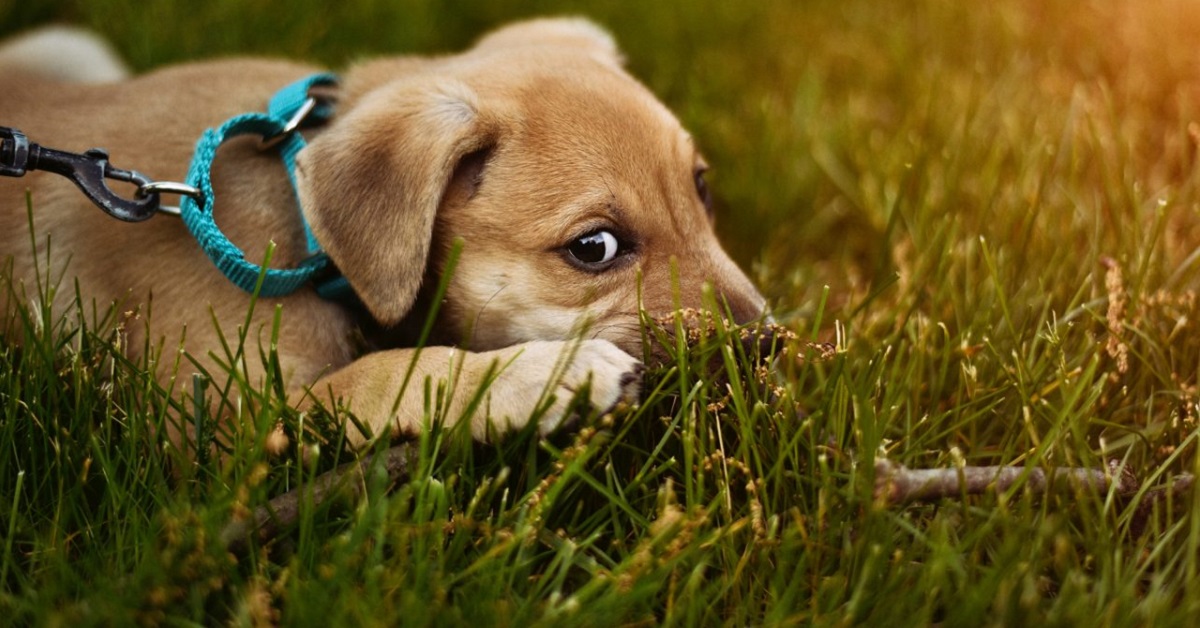 cucciolo di cane intimorito