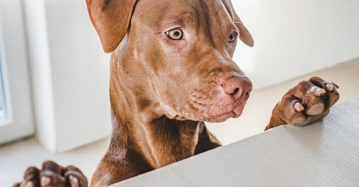 I cani possono mangiare la scorzobianca?