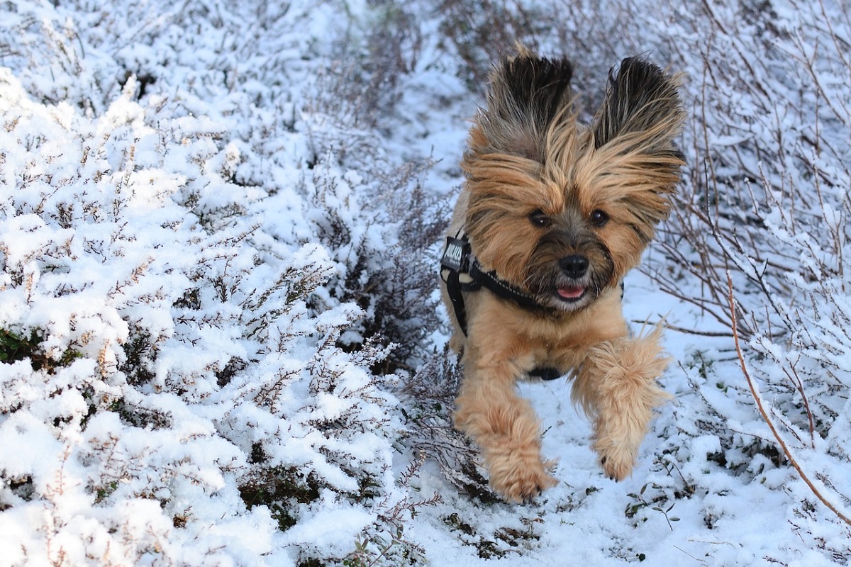 cane gioca sulla neve