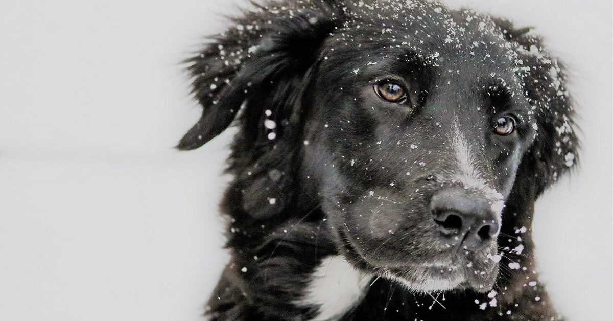 Il cane sente sempre freddo: cause, segnali e rimedi per aiutarlo a stare meglio