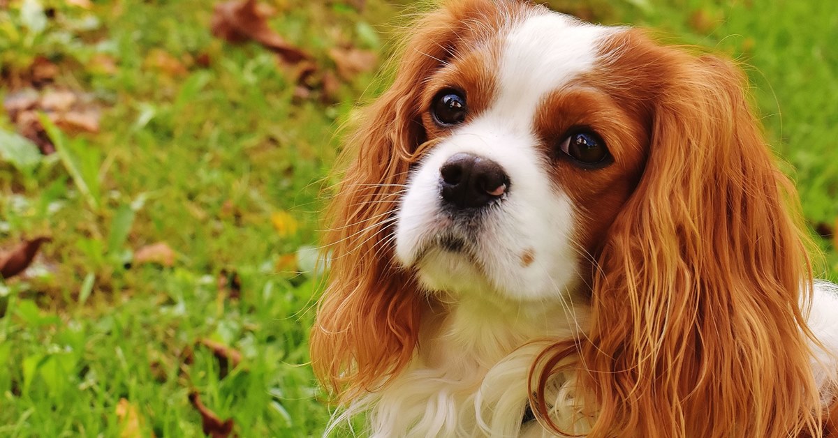 I cani sono sempre affettuosi? Ecco perché questo è in realtà un luogo comune