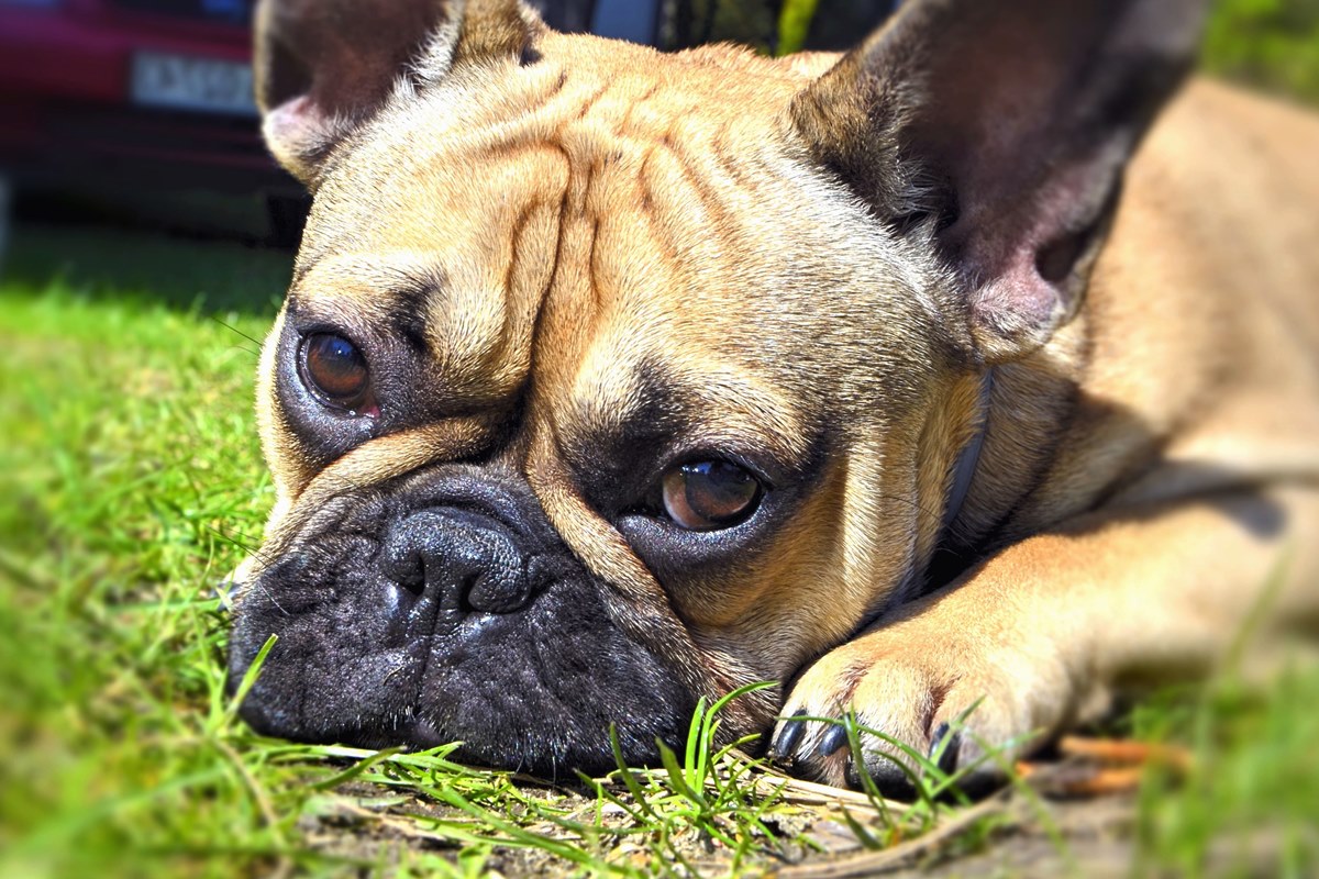 cagnolino timido