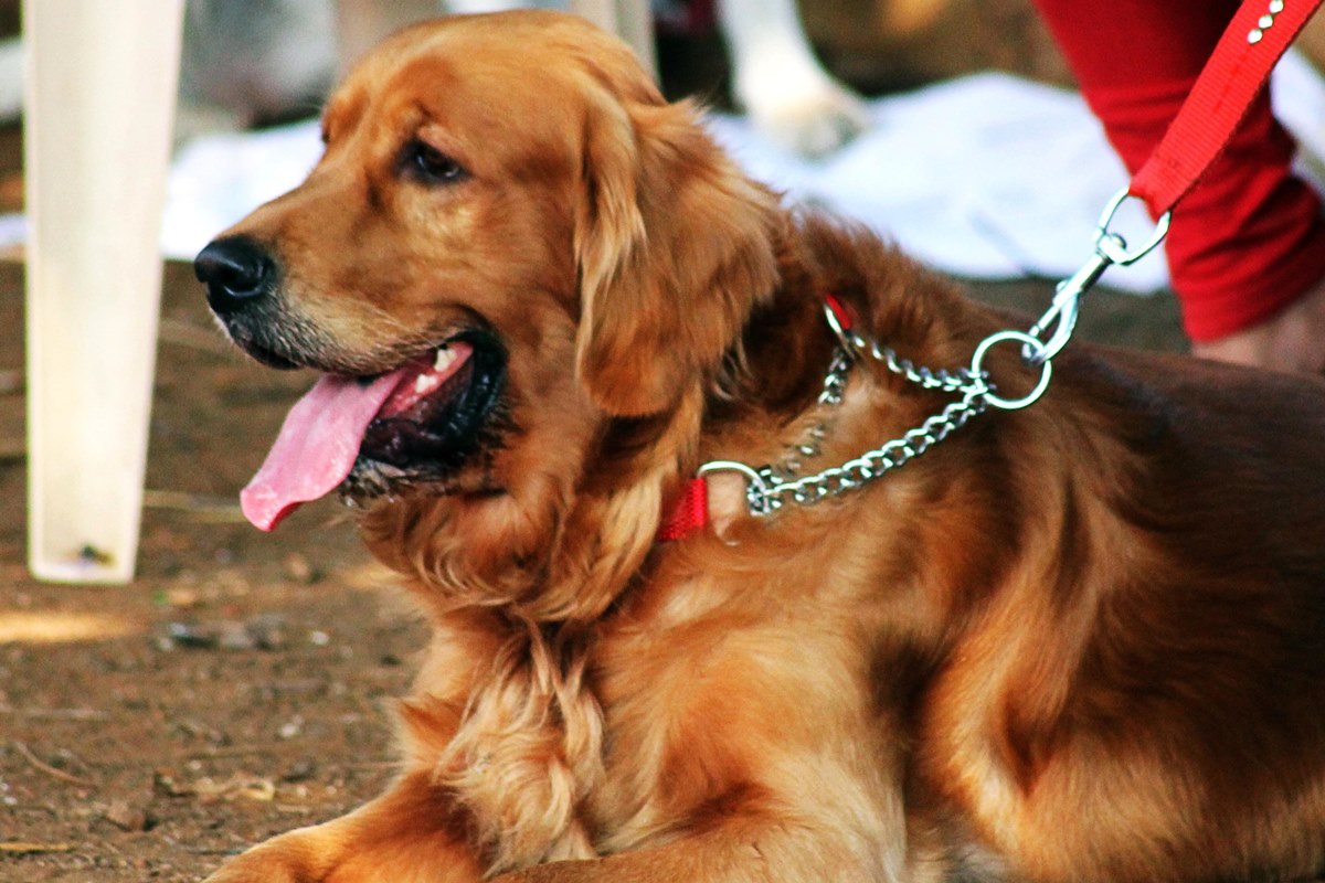 golden retriever