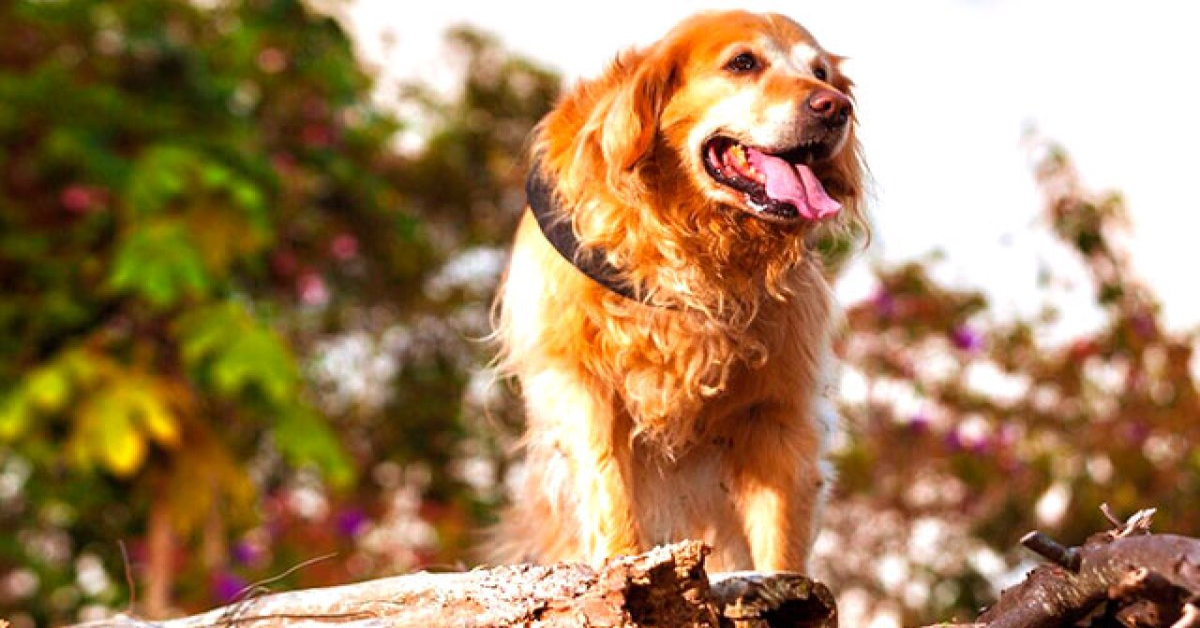 Eroi a quattro zampe: la storia di Tina, la coraggiosa Golden Retriever tenente dei pompieri in Colombia (VIDEO)