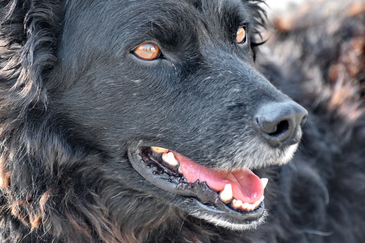 cane nero con gli occhi gialli