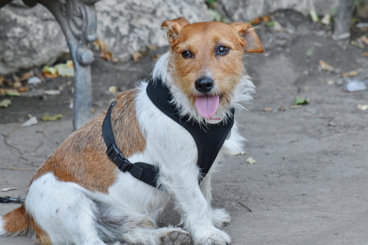 pettorina per cani di taglia piccola