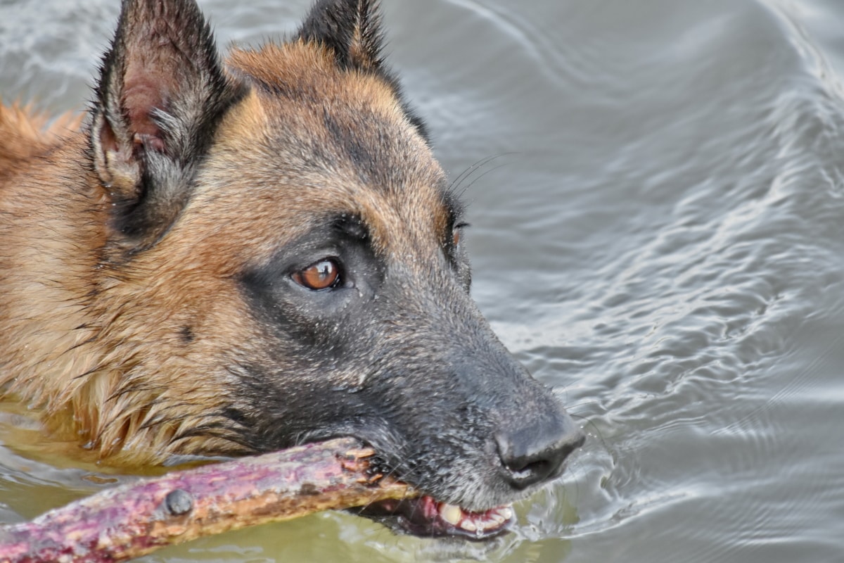 cane gioca al riporto in acqua