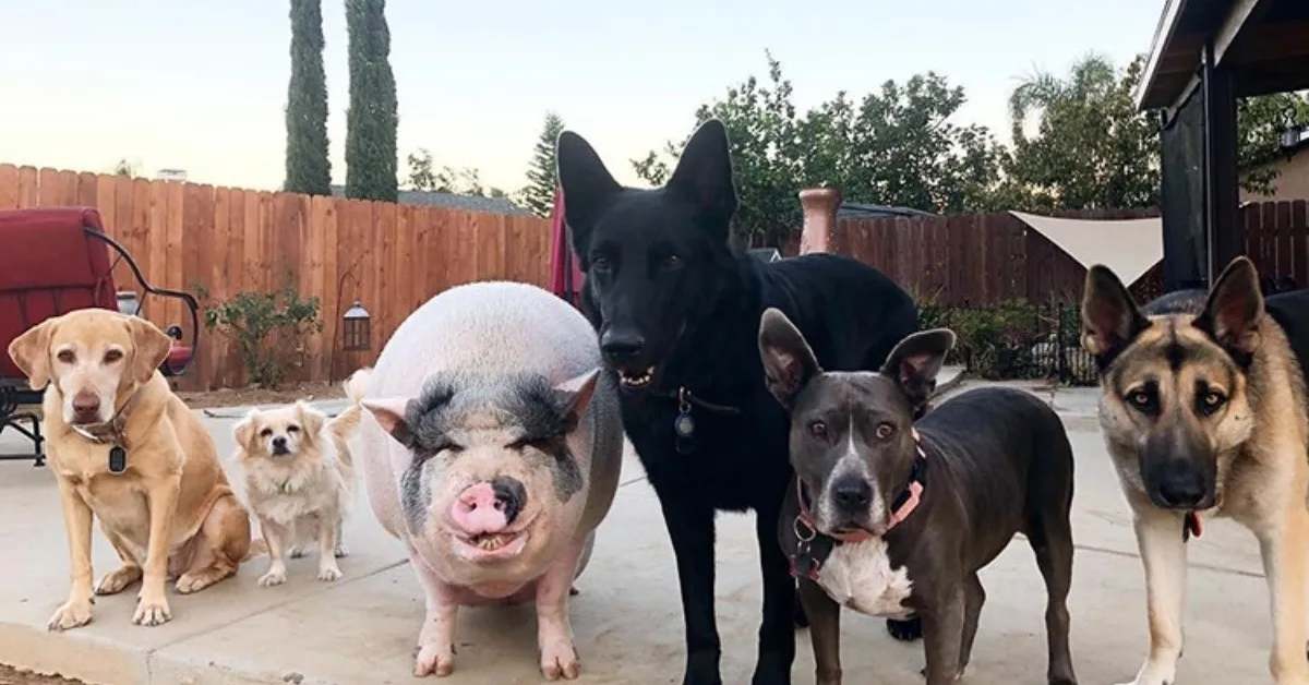 Chowder, il maiale che vive con dei cuccioli di cane, credendosi uno del branco (VIDEO)