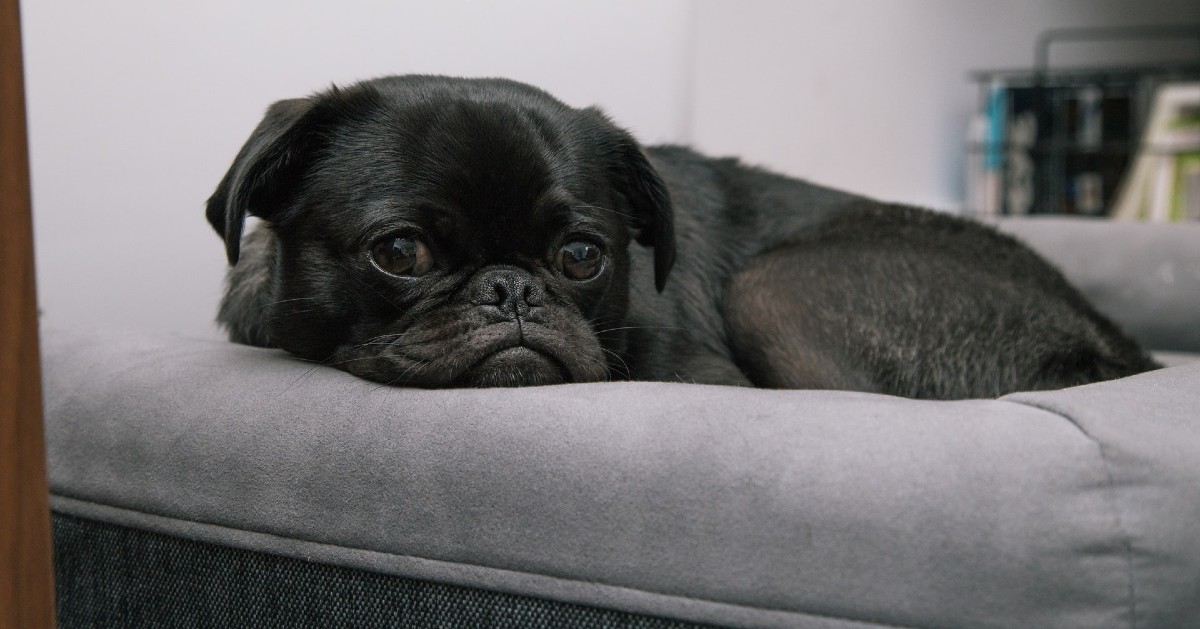 Cucciolo di cane morde sempre la cuccia: cosa significa e come fermarlo?