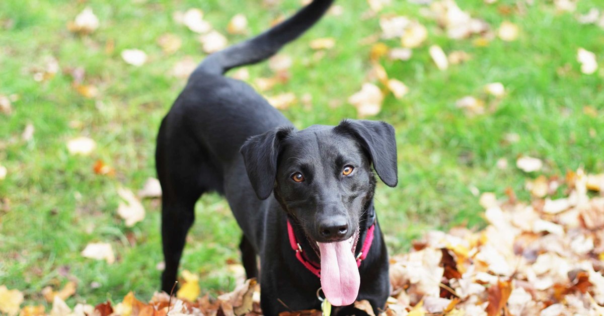 Coda del cane, anatomia e curiosità: com’è fatta, come funziona e cosa ci dice