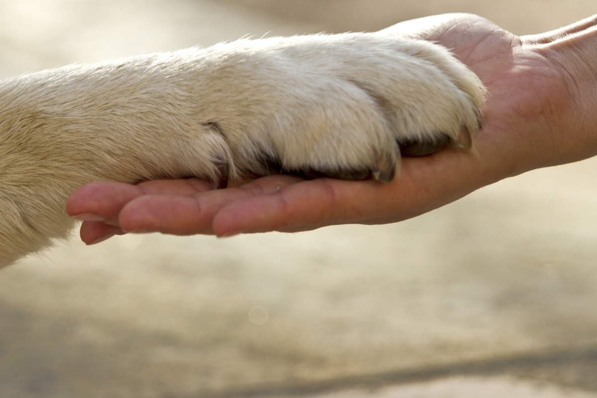 zampa del cane su mano