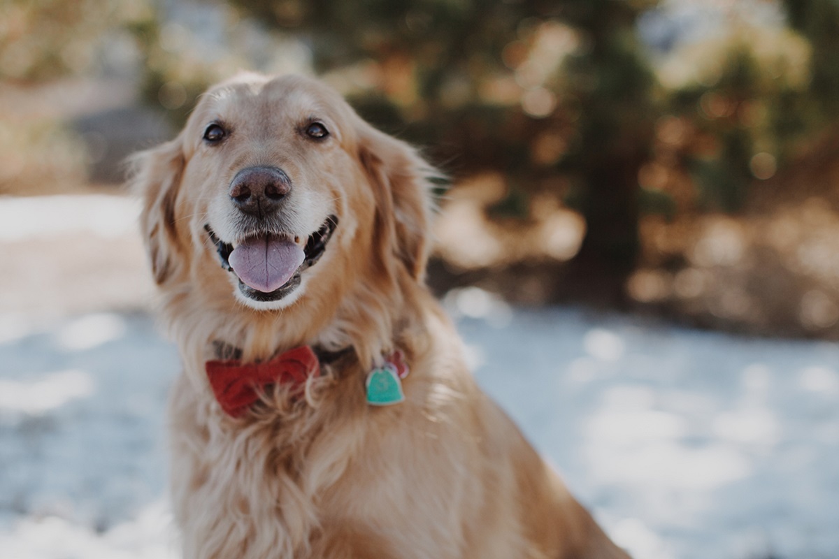 cane golden retriever