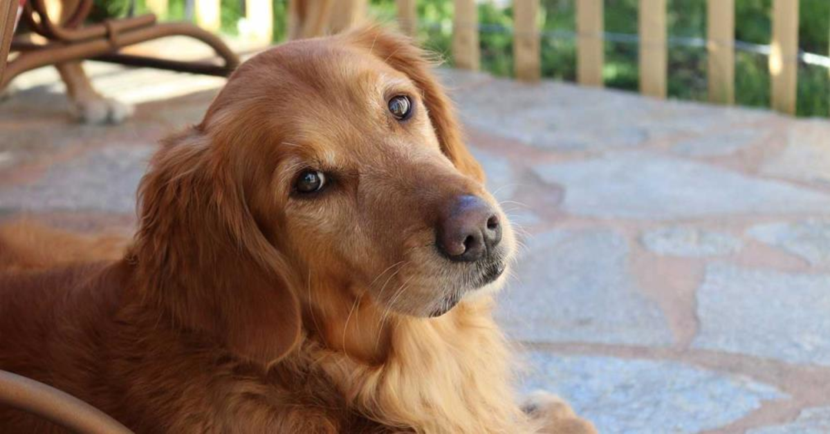 Il cucciolo di Golden Retriever Buck adora le carezze e lo fa capire ai suoi proprietari (VIDEO)