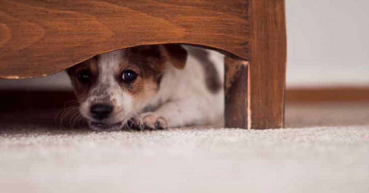 cane sotto il letto