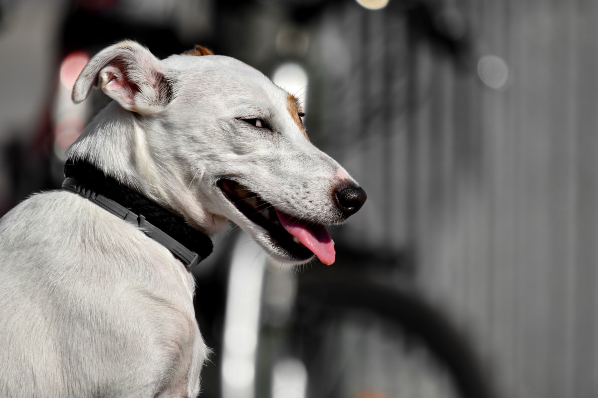 cane che osserva sornione